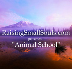 Animal School